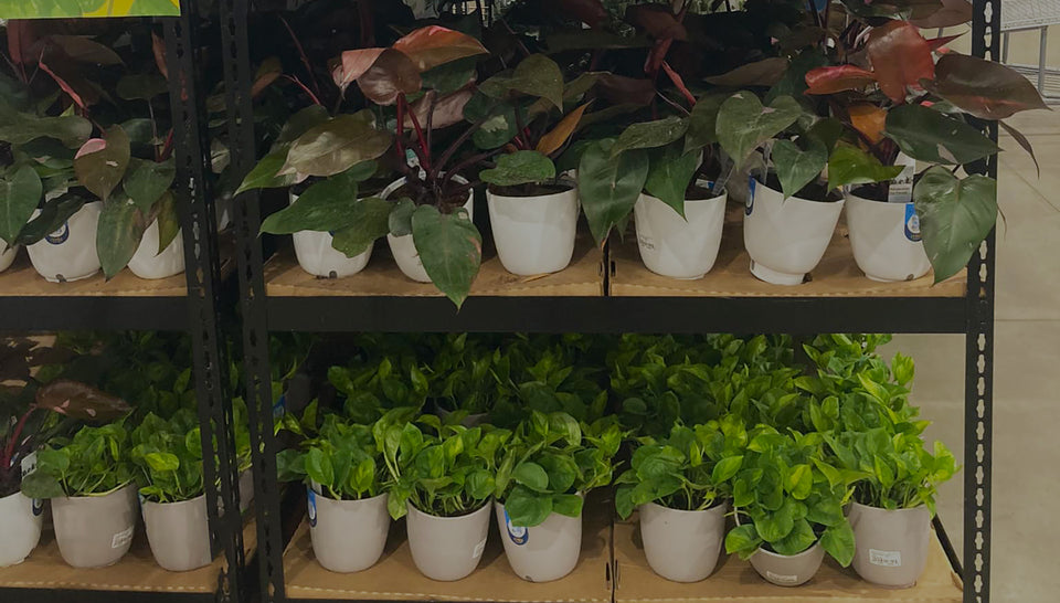 Philodendron Pink Princess and Pothos Global Green for sale on shelves at a Costco store