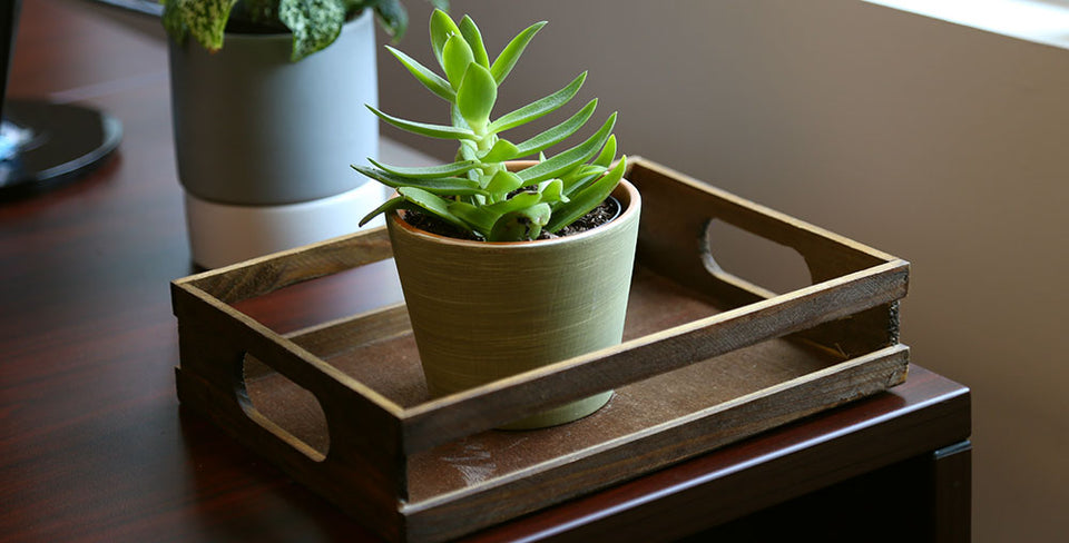 Jade Plant
