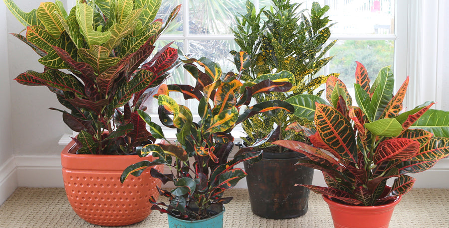 Decorate Your Home and Garden with Crotons