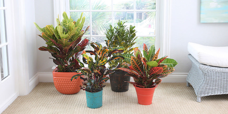 Croton