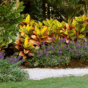 A Shopper’s Guide to Crotons