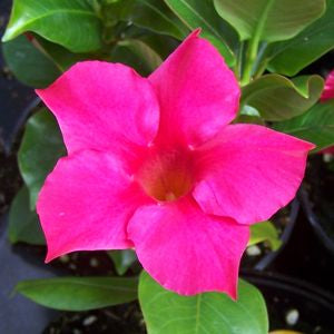 Closeup of pink Dipladenia (Mandevilla) flower