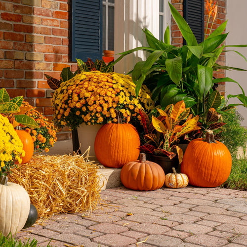 Fall mums decorate porch