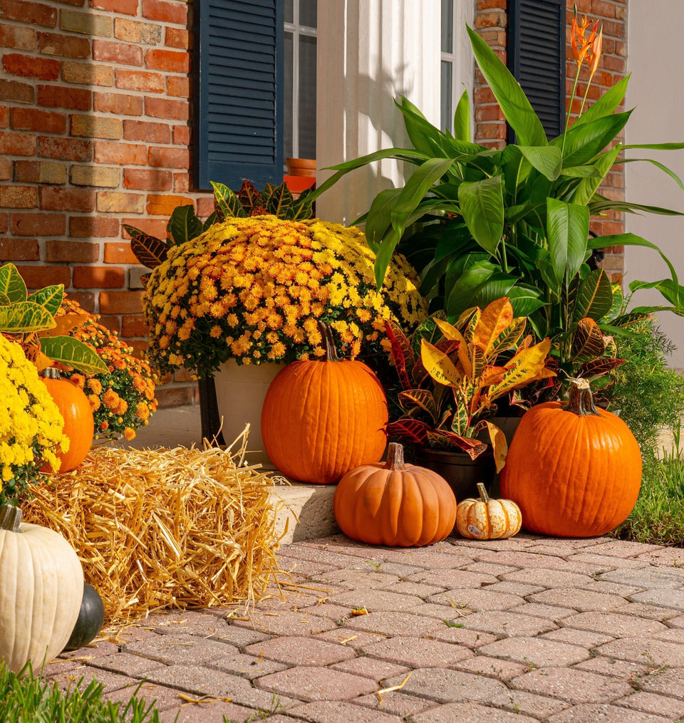 Fall mums decorate porch