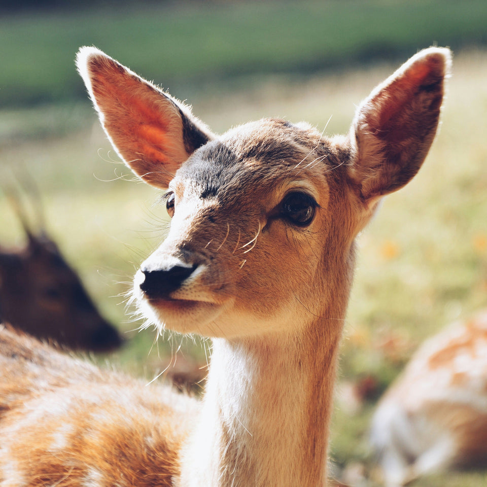 Closeup of baby deer in a garden