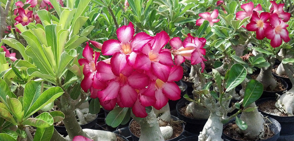 A beautiful garden full of desert rose