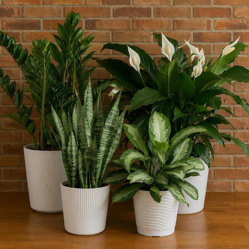 Best Low-Light Houseplants That Actually Survive