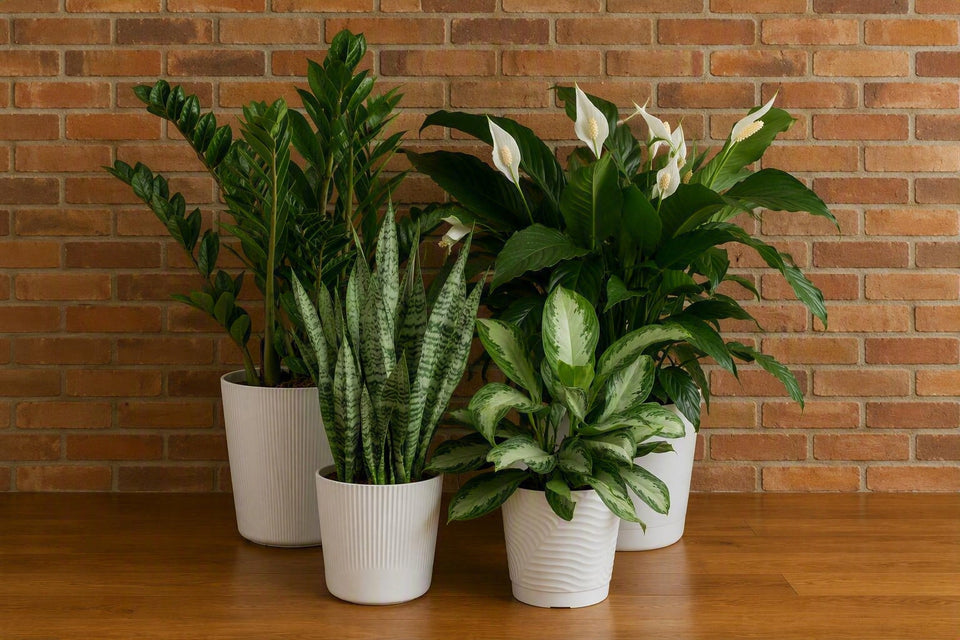 Best Low-Light Houseplants That Actually Survive