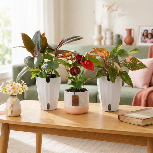 3 houseplants in a bright room.