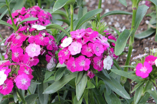 Dianthus, Annual