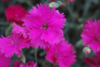 Dianthus, Perennial
