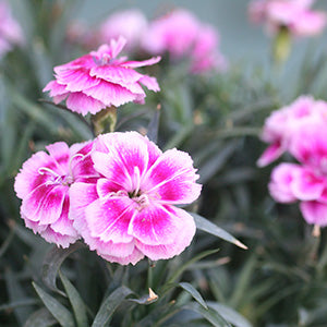 Odessa Easy Pink Dianthus