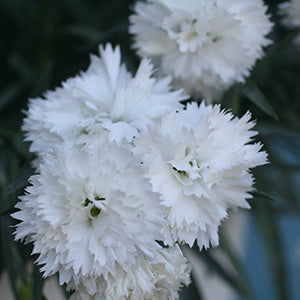 Odessa White Dianthus