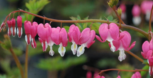 Shade Loving Perennials for Spring Color