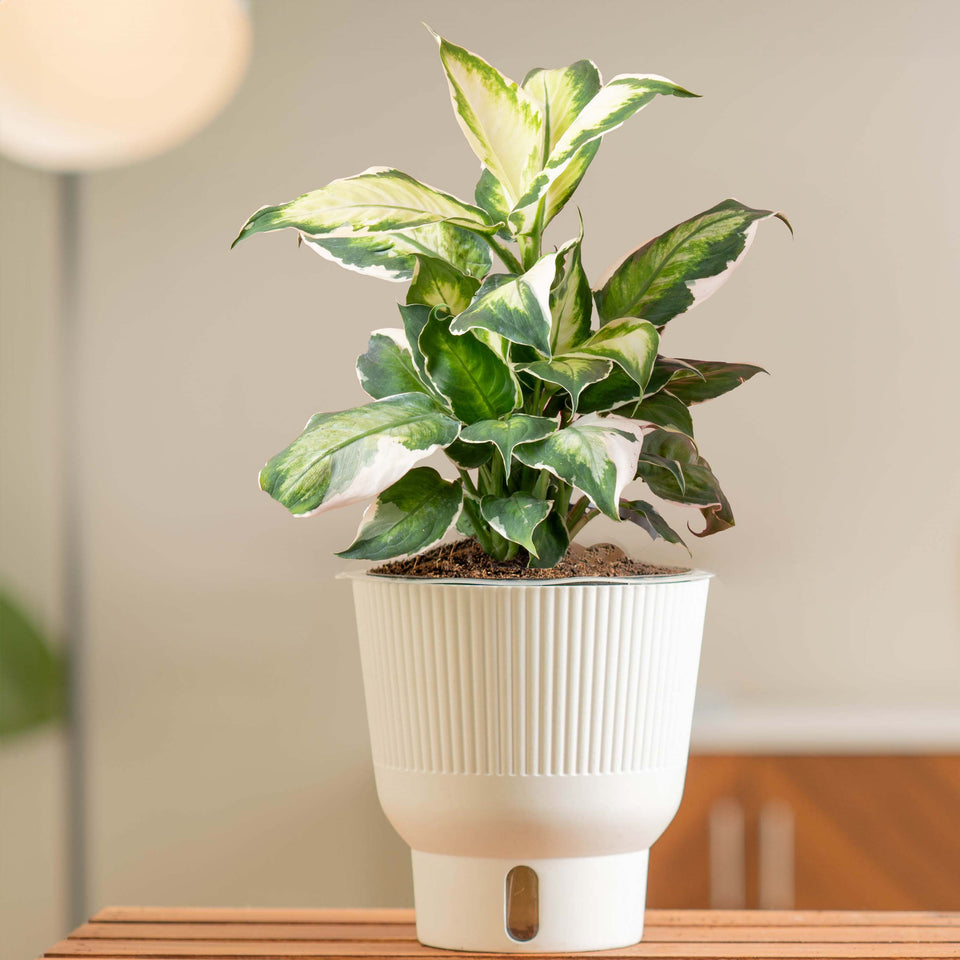 A Cool Beauty Dieffenbachia decorating on a side table