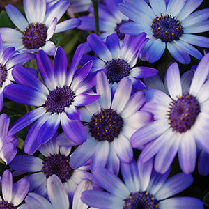 Disfruta de un Festival de Colores a Principios de la Primavera