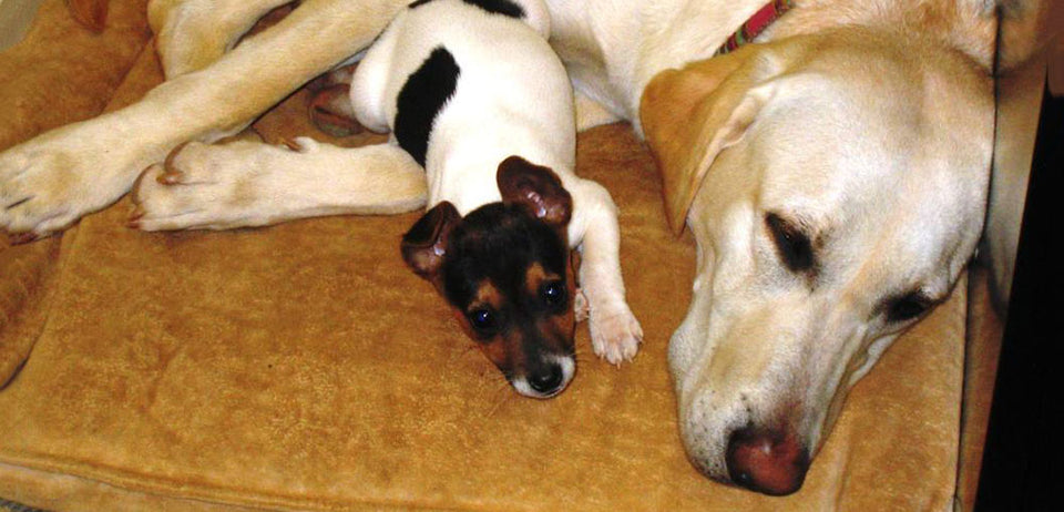 Tips On Sharing A Home With Pets And Plants