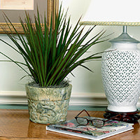 Decorate with Dracaena