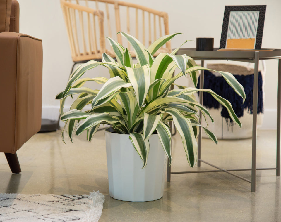 White Aspen Dracaena