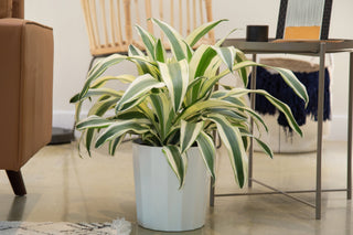 White Aspen Dracaena