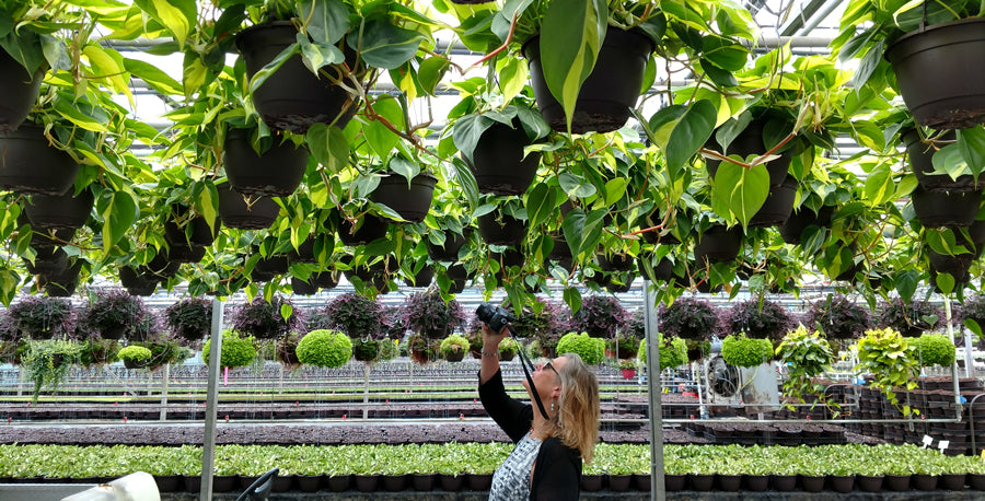 Exotic Angel Is Where Houseplants Are Born