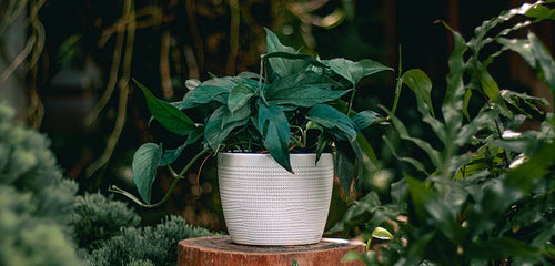 A beautiful Baltic Blue pothos plant in a white pot on a side table