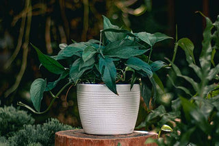 A beautiful Baltic Blue pothos plant in a white pot on a side table