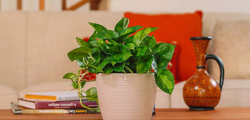 A beautiful Global Green Pothos plant decorating a table