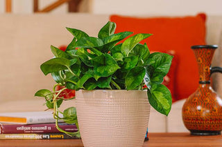 A beautiful Global Green Pothos plant decorating a table