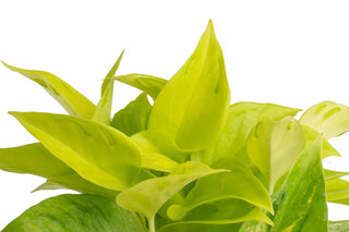Champs-Élysées Pothos