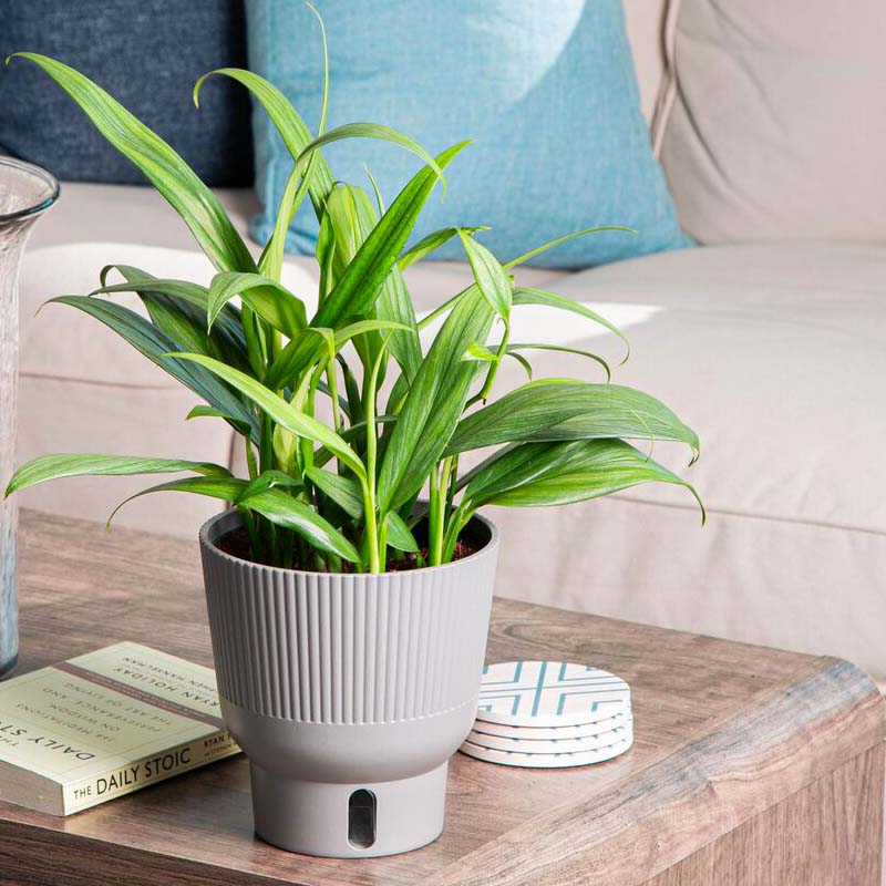 Silver Streak Pothos, also known as Epipremnum amplissimum, in a gray self-watering planter on a wood coffee table in front of a white sofa with blue pillows