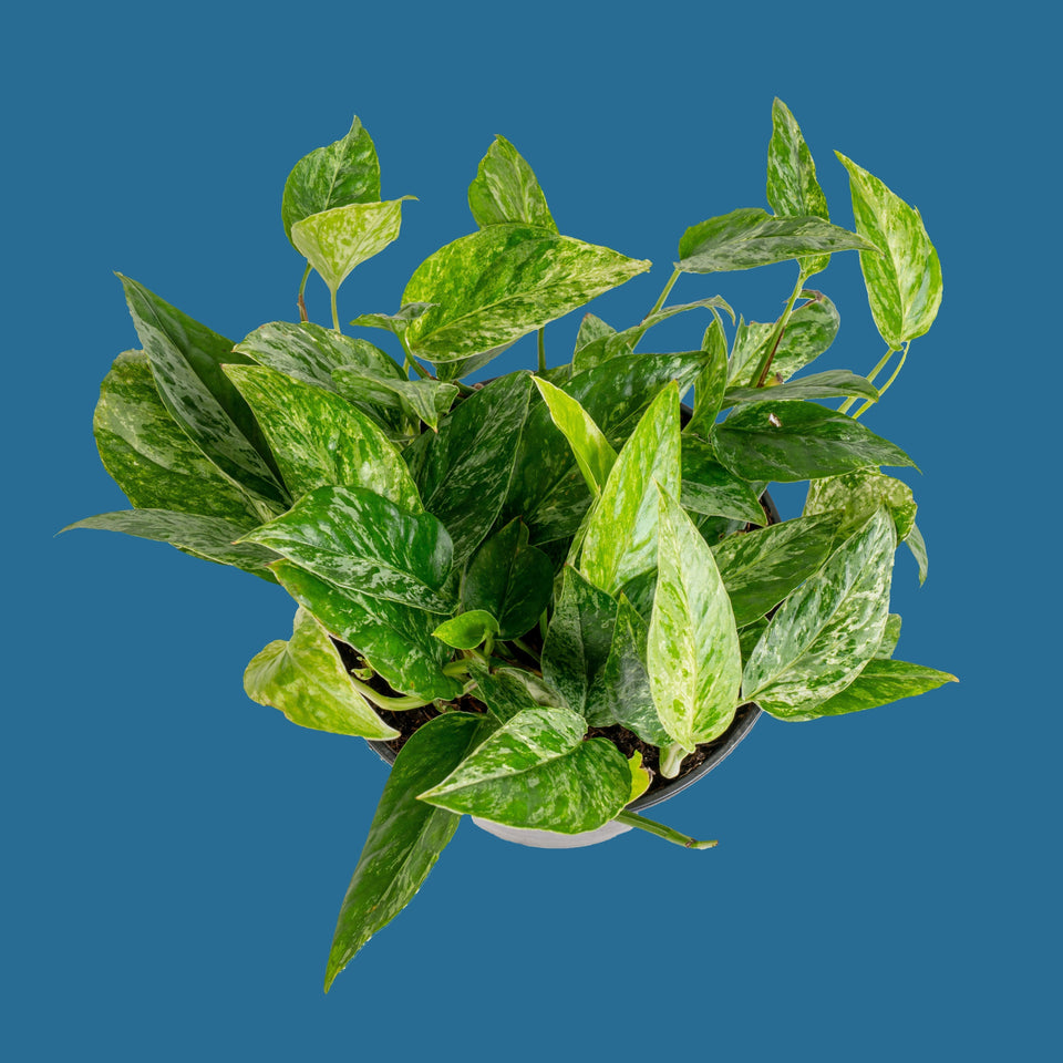 Krabi Pothos