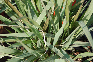 Purple Love Grass