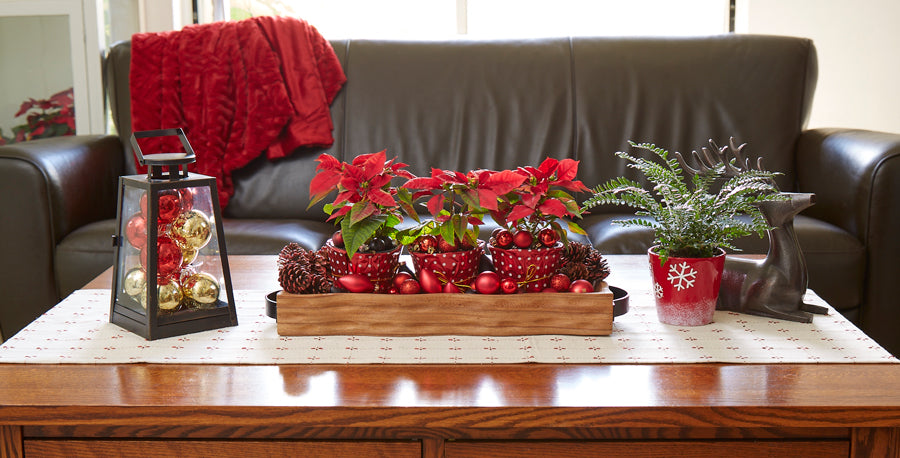 Poinsettias: Fact and Fiction