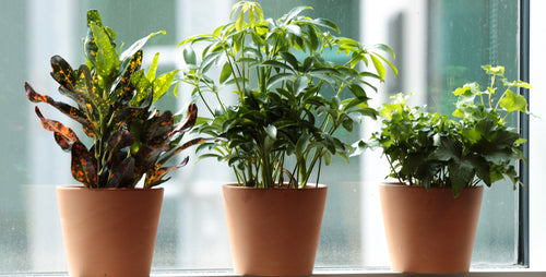 10 Things to Know as a New Houseplant Owner