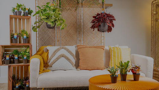 Rex Begonia houseplant from Costa Farms on nightstand next to bed