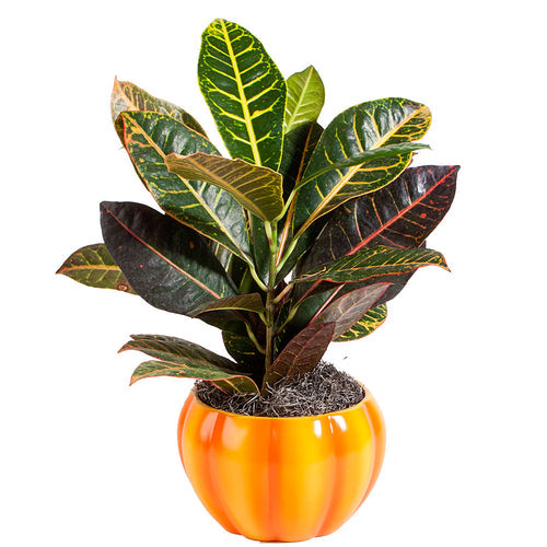 Crotons: Dramatic Plants for Fall