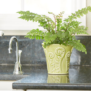 A Shopper's Guide to Buying Indoor Ferns