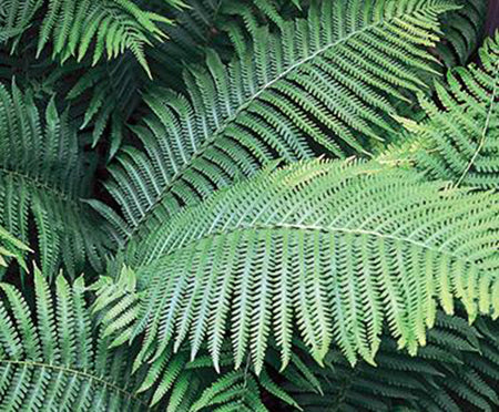 Ostrich Fern