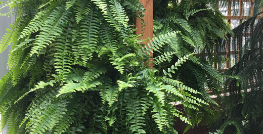 Create a Wall of Ferns for Privacy