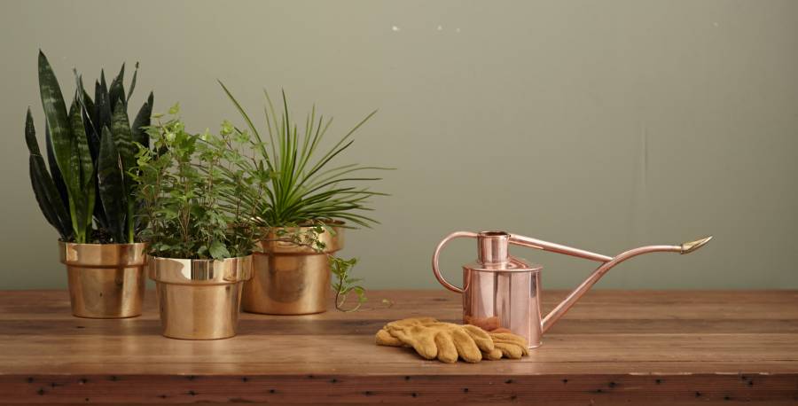 How to Feed Your Houseplants