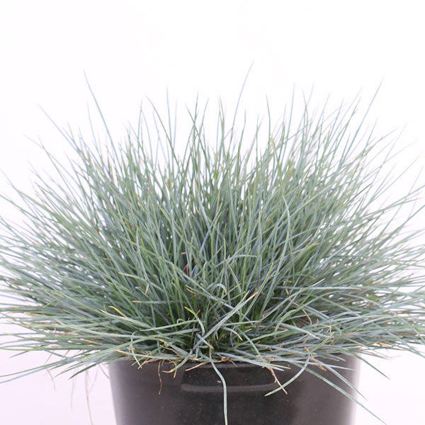 Elijah Blue Blue Fescue