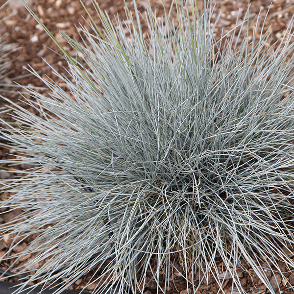 Cool As Ice Blue Fescue