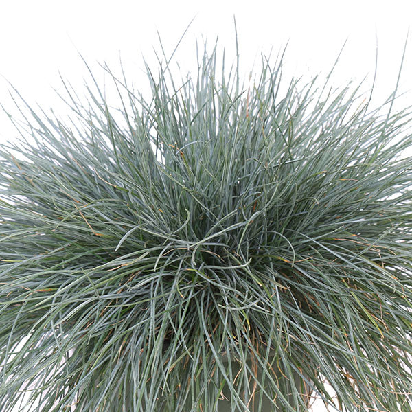Beyond Blue Blue Fescue