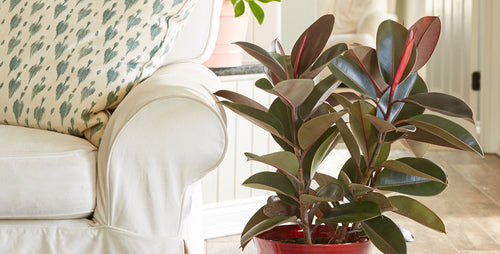 Get to Know (and Love!) Ficus