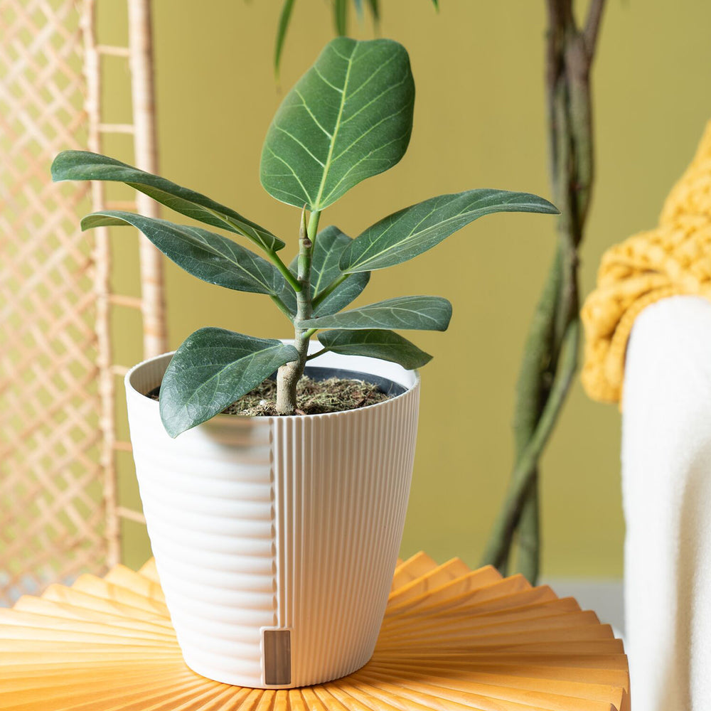 Ficus Audrey in a white self-watering houseplant pot on an orange table in a living room