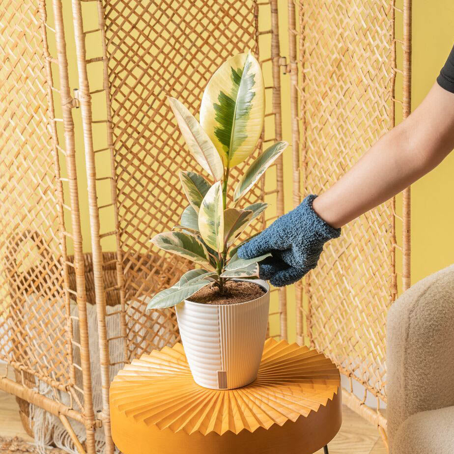 Tineke Variegated Rubber Tree in a self-watering planter on an orange table in a living room with a woman dusting its leaves