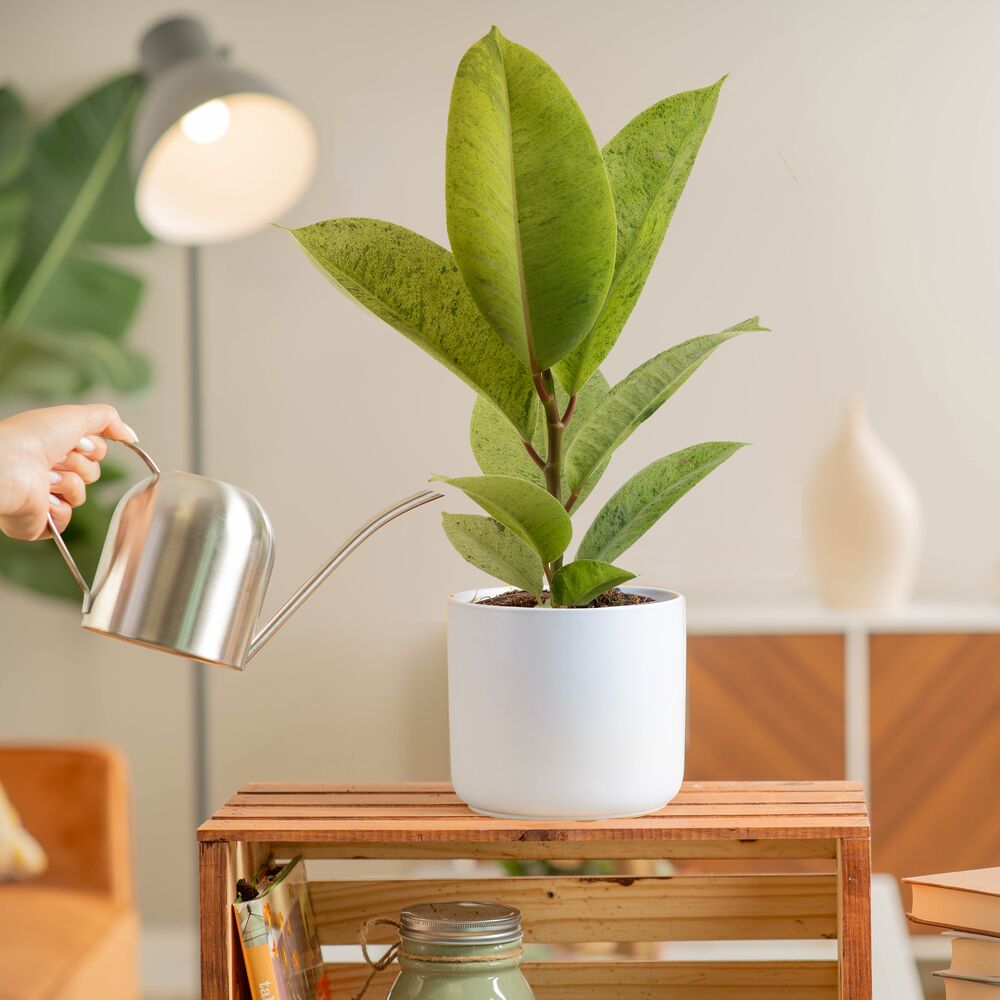 Moonshine Variegated Ficus shivereana in a white cermaic planter on a crate in a living room; it's being watered by someone holding a silver watering can