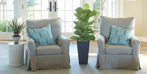 Fiddle Leaf Fig