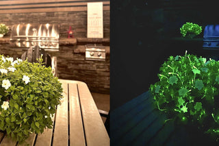 Grow Glow-in-the-Dark Firefly Petunia